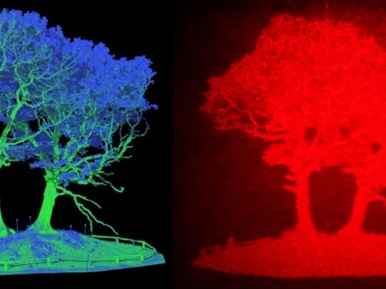 左图:基于激光雷达数据的树的图像。右:同样的图像转换成全息图。